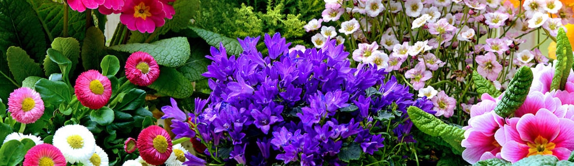 fioritura